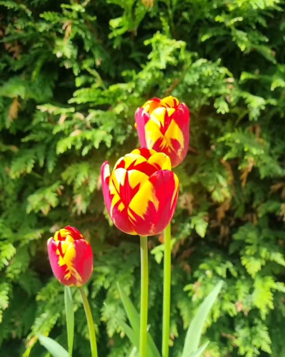 #GardenersWorld My Tulips are singing in my #Scottish garden #Spring #Tulips #Anemone #fire #reds #purple 🔥💛🧡❤️💜