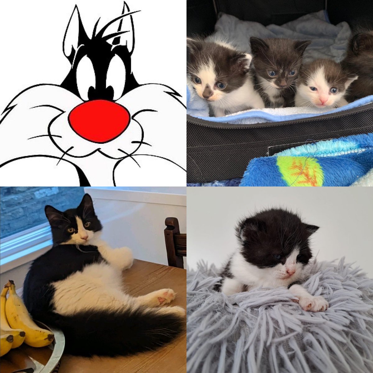 19 April is Sylvester’s Birthday - and here at cat watch we know there’s nothing like a tuxedo cat for sheer personality. So go here to sign yourself up to a life of monochrome love cwwrescue.org/adoption-proce… And Happy Birthday Sylvester. #happybirthdaysylvester #birthdayboy