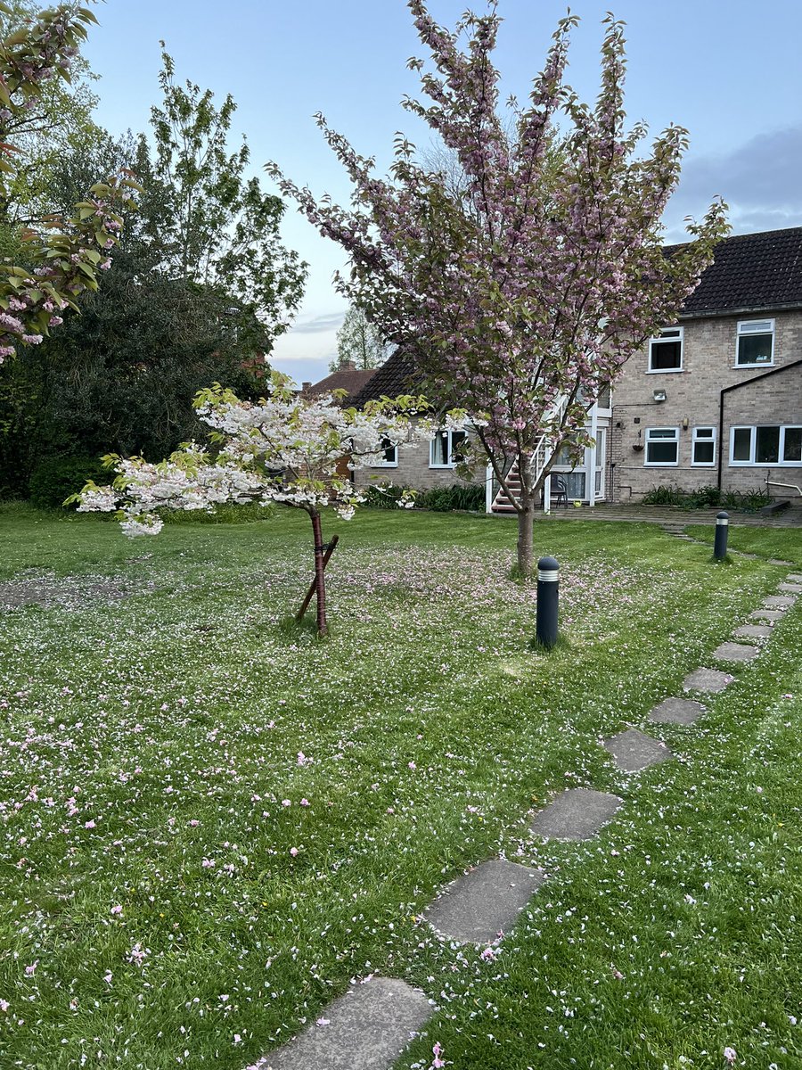 @Tyndale_House garden this evening