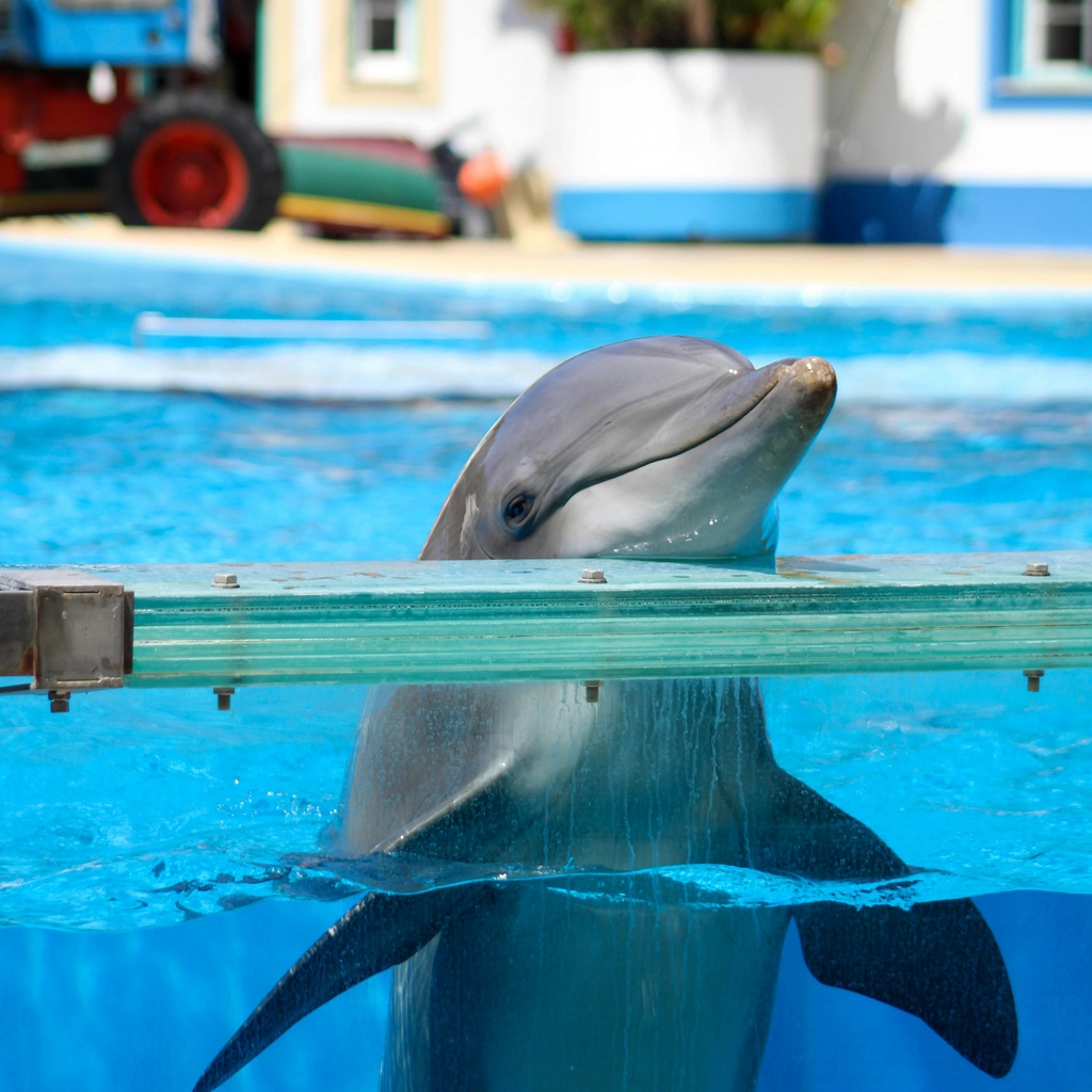 It's not education or conservation- its exploitation. One way you can help take action is to ask travel companies to STOP selling tickets to captive dolphin facilities. Find a list of contacts and a sample letter at: bit.ly/TravelExploiti… Photo by Daniel Fontes