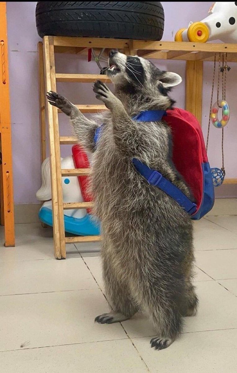 “MAHM! I need you to pick me up, cuz I missed the bus after school!” 🚌 🦝