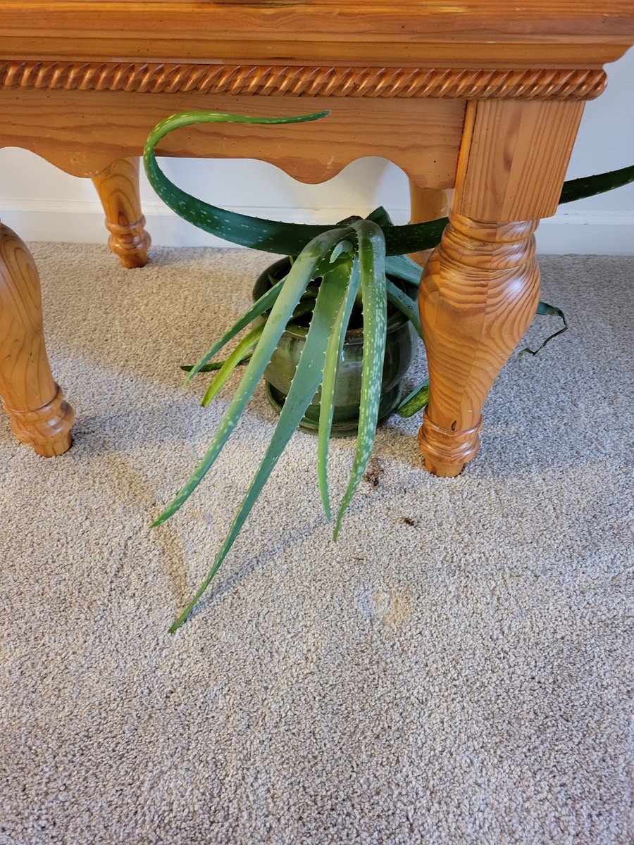 Aloe there!

Vera stopped by to remind you to Drop, Cover, and Hold on when an earthquake strikes.

Shaking can last seconds or multiple minutes, so don't forget to plant yourself there until it stops!

#Earthquake #DropCoverHoldOn