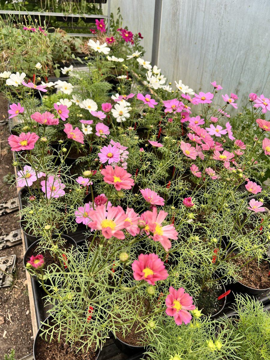 Early sowings which aren’t possible if you don’t have the space, can overcome effects of photoperiodism. But then it’s a lot of work so don’t get FOMO. #GardenersWorld