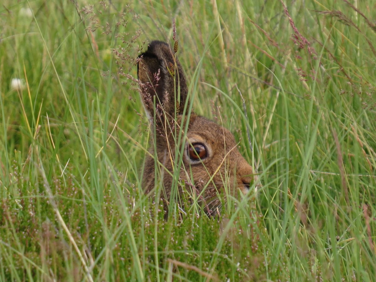 Day 2 of #NationalMammalWeek - If the weather is good, then head to the hills to look for Mountain Hares. Our region is crucially important for our only native lagomorph. Help us find out more about their status and distribution: mammal.org.uk/mountainharepr… @Mammal_Society