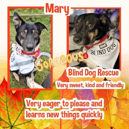 3yo MARY is a very sweet, kind & friendly dog. She has fantastic recall & will sit, she’s very quick & learns expectations instantly - going to her crate to eat, her room when asked & outside on command. Her sight isn’t absolutely perfect but her foster mum says she’s got slight…