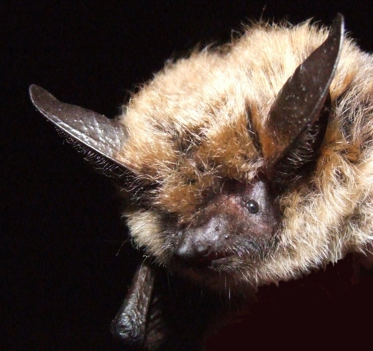 wcscanadabats's tweet photo. #BATJOB!!!
Come work with us! Summer Intern Position! Work on the Probiotic Project!
Application closing date is May 3rd!
https://t.co/5Yc2xOF3Gg
Thank you & have a great weekend! https://t.co/QVxVqiZpuY