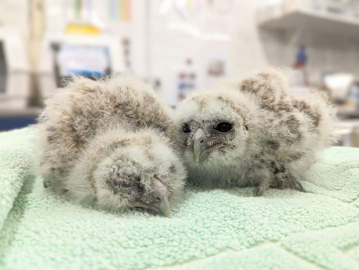 Remember the two #TawnyOwl owlets that fell from their nest last year? Well, today, we rescued two more babies in a similar condition 😔 Found on the ground, they were soaked, cold, had flystrike and were very hungry 💔 we don't know what happened to them, but they're safe now