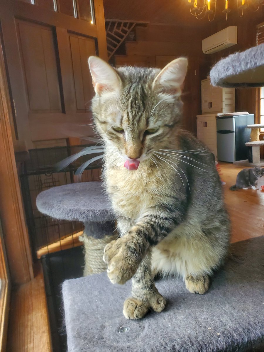 Tigger is so darn cute. Those mits...