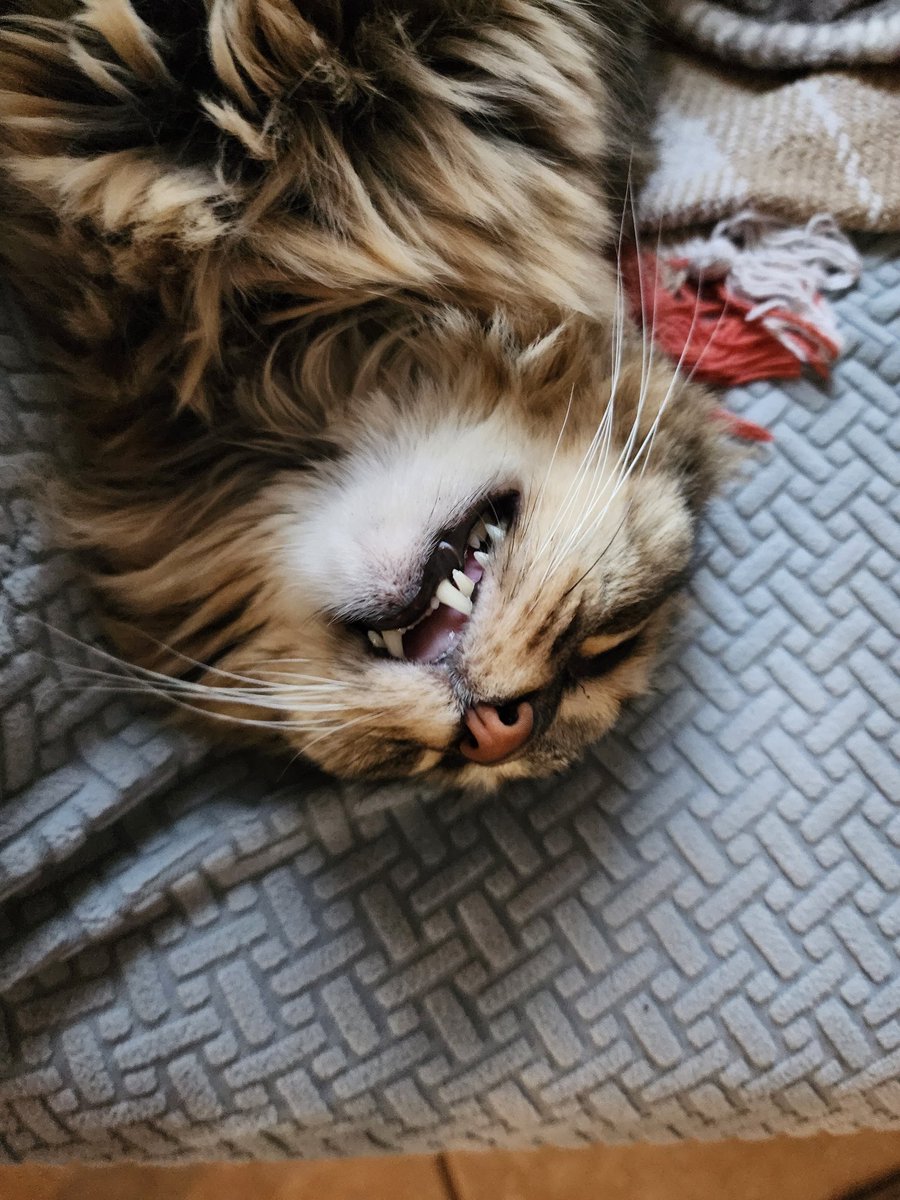 🌞Blaze Fyre🌞 tweet media