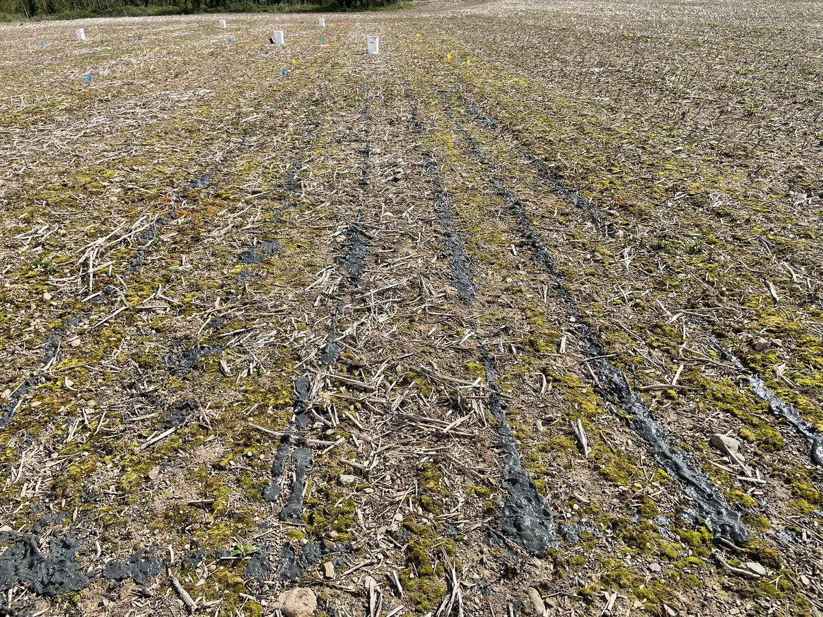 Great to get a range of bio-fertilisers out on my trial site in Arklow Co. Wicklow this week as the sun came out of hiding ☀️ <a href="/SETU_Research/">SETU_Research, Innovation and Impact</a> <a href="/teagasc/">Teagasc</a>