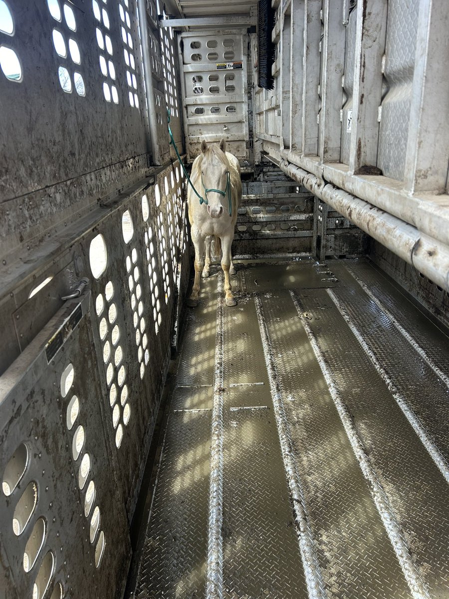 We do occasionally haul equine also here @ Korth Feedlots 🤠. Shoutout to @tjeichstadt for the pony!