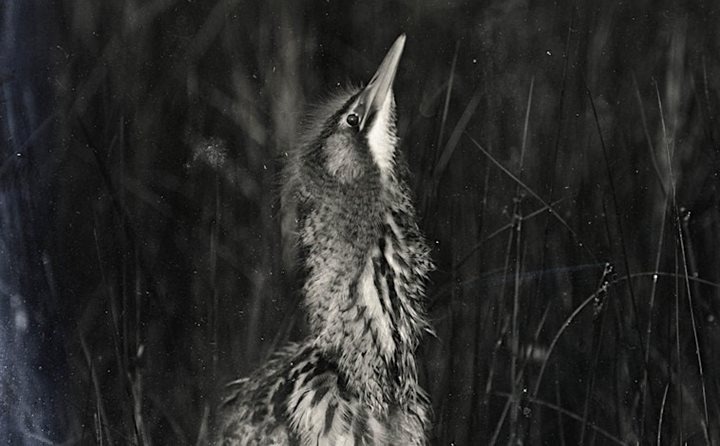 Lady of the Reeds Exhibition continues this week at NWT Hickling Broad Visitor Centre - allthingsnorfolk.com/events/lady-of…