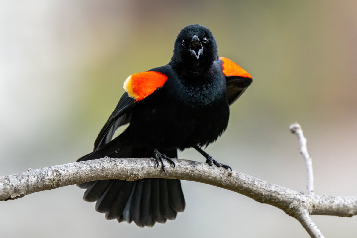 Female and male Red-winged Blackbird @CentralPark_NYC Friday  walk with @DAllenNYC  @BirdingBobNYC  #birdcpp #BirdsSeenIn2024 #birding #BirdTwitter  @inaturalist #BirdsofNYC @BirdCentralPark #BirdsOfTwitter #birdphotography #NewYorkCity #SonyA1 #springmigration #blackbird