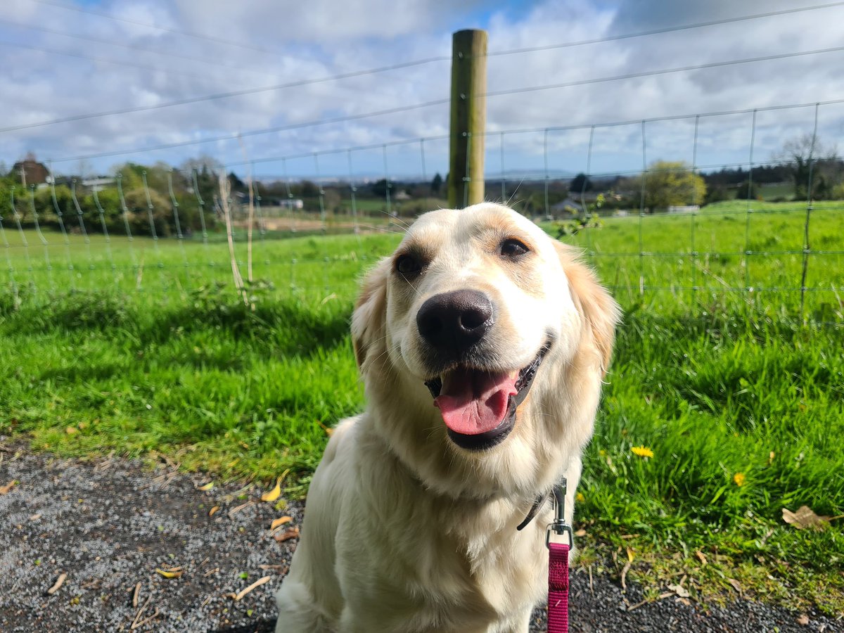 Did you see the gorgeous Lazlo on #TheShelterAnimalSOS tonight at 8pm on RTÉ 1! We are so lucky to have adopted his sister Desdemona (Carly) from @DublinSPCA and keep in touch with the whole litter happy in their new homes #DSPCA