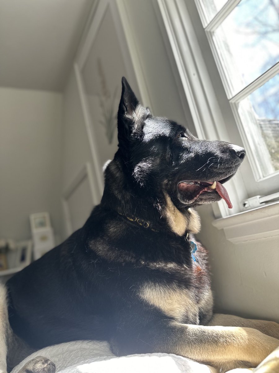 Obligatory dog picture. Eli is on the watch.