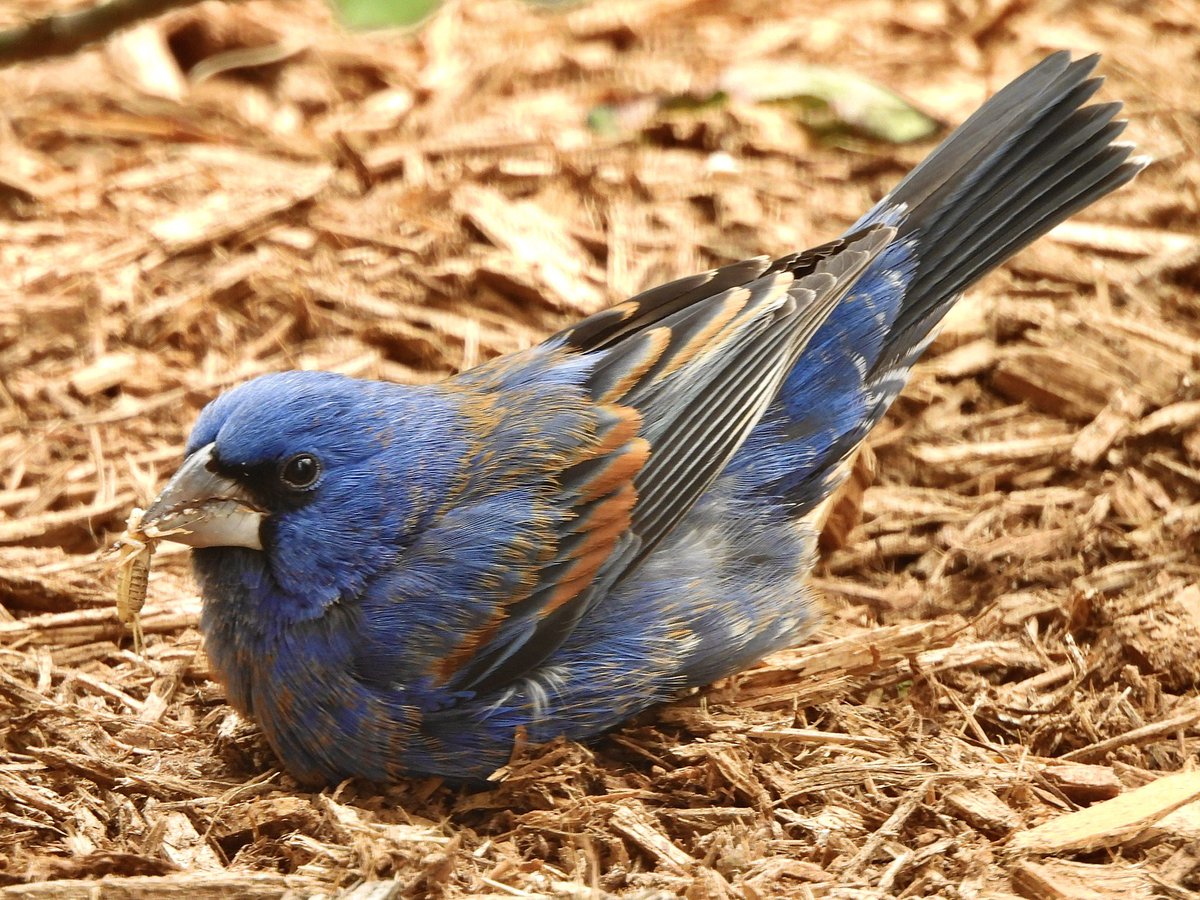 Blue Grosbeak🦟 East Village today #birdcpp #birding #birdwatching