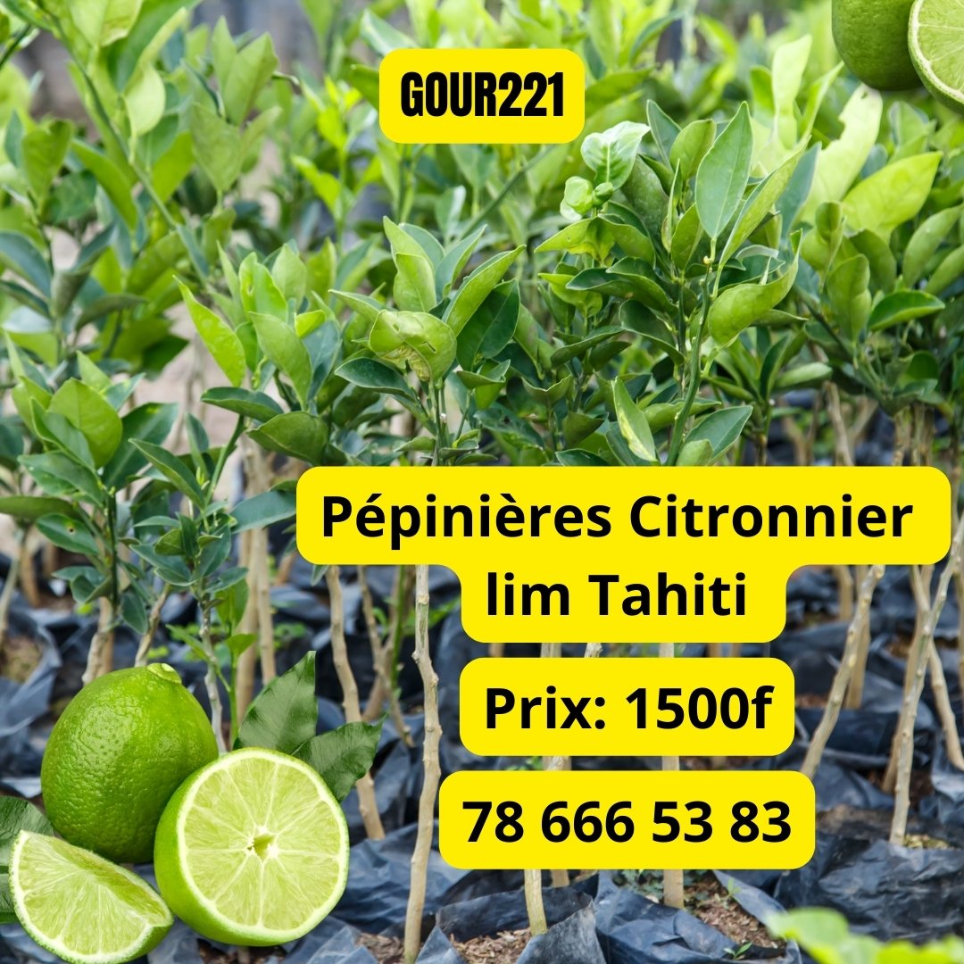 Mbissane55's tweet photo. Repiquez vos citronniers dès maintenant pour avoir une croissance optimale. 
WhatsApp : 78 666 53 83 
#beykat #agriculture #Senegal  #Entrepreneur #citron https://t.co/wb54lKPEsw