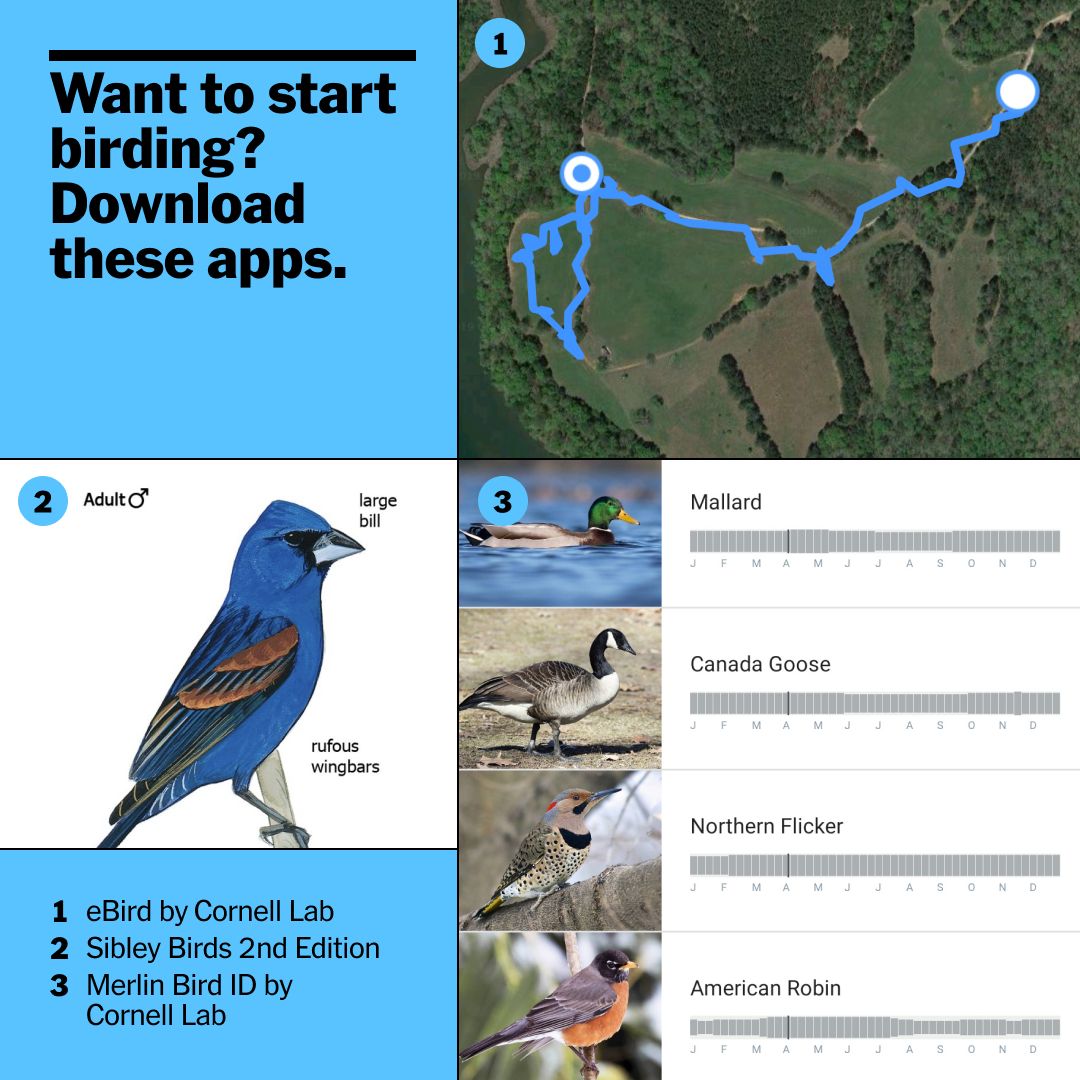 If you're just starting your birding journey, this trio of apps will help you track nearby birds, identify them (and their sounds), log your finds, and beyond. nyti.ms/4aJpIBc