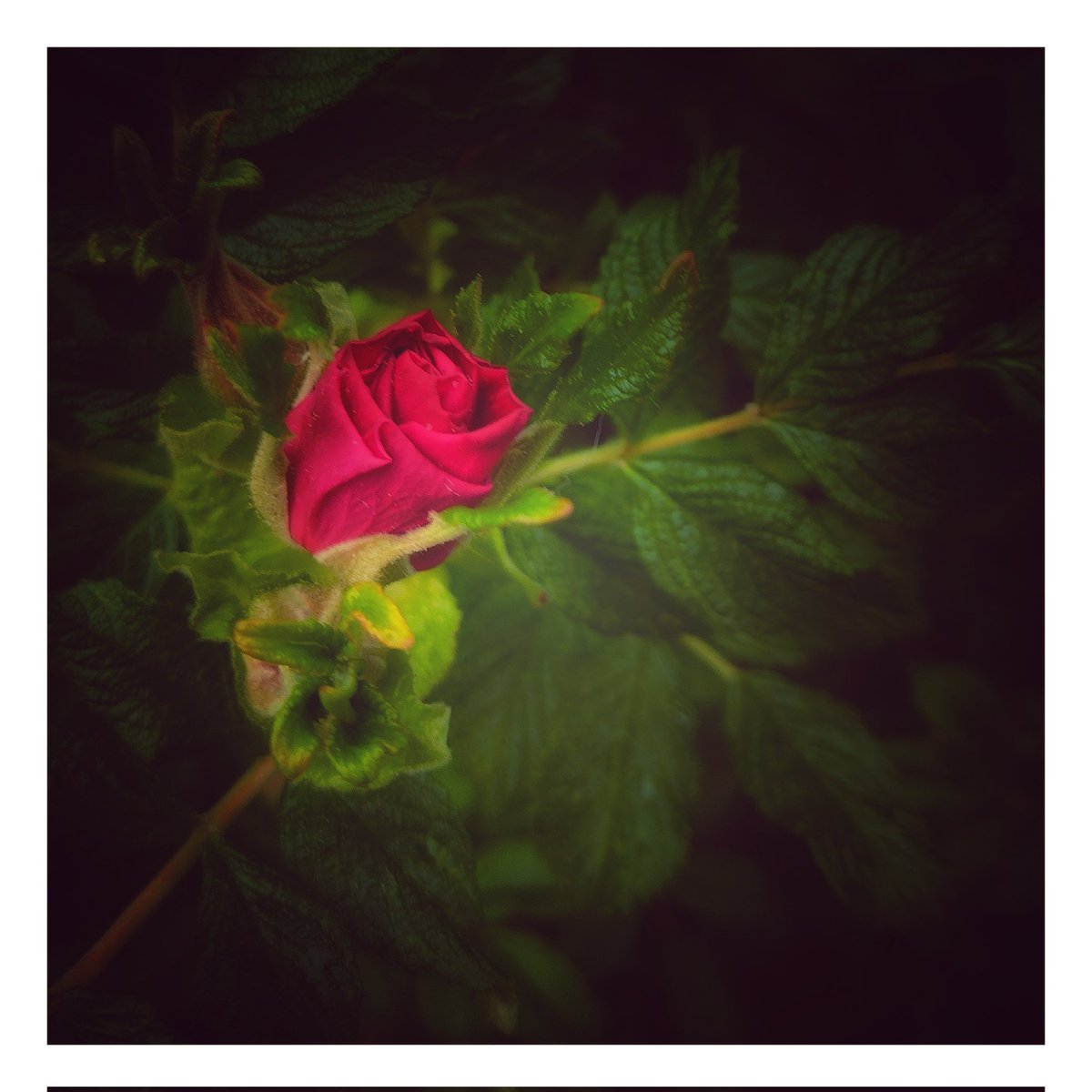 Young rose

#FlowersOnFriday #FlowersOfTwitter #flower #red #flowerlovers #XNatureCommunity #XNaturePhotography #TwitterNatureCommunity #TwitterNaturePhotography #NaturePhotography #NatureBeauty #macrophotography #flowerphotography