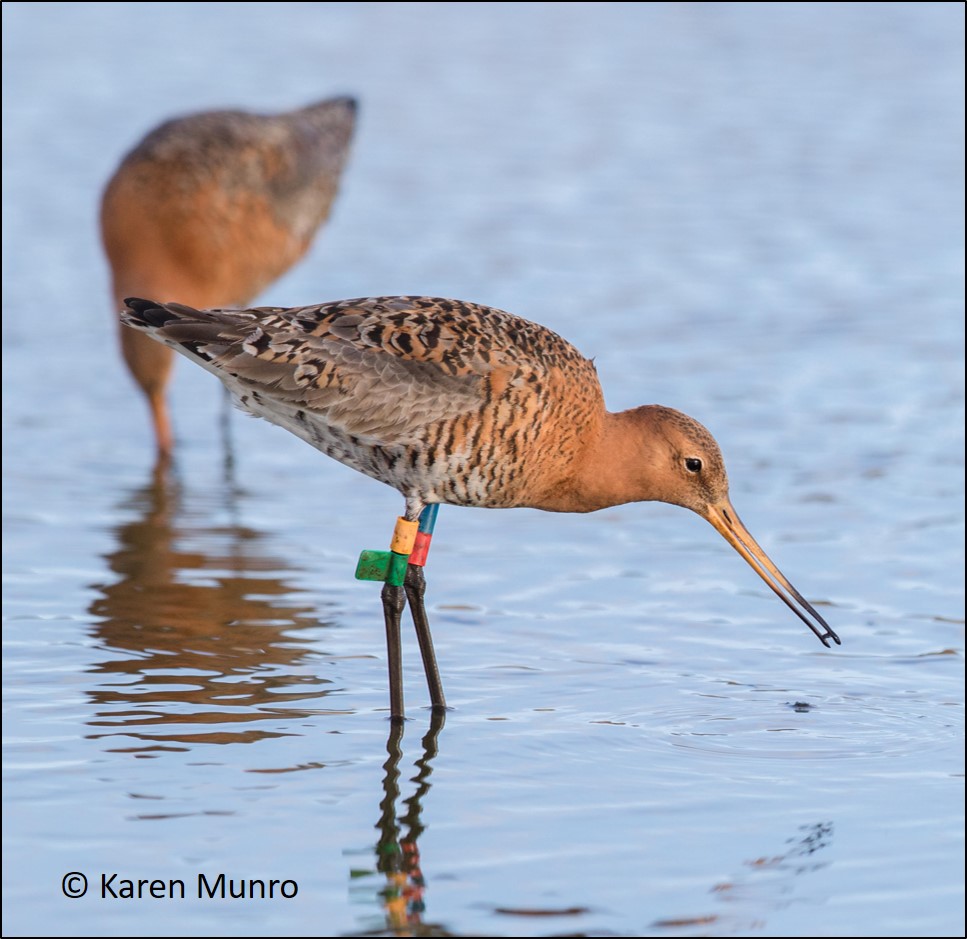 STOP PRESS! The only Black-tailed Godwit to star in its own blog, dropped into Tiree today! @Tireebirder On its way to #Iceland but thwarted by strong NW winds. In 2017 it stopped off in Caithness (📷 @kasmunro) wadertales.wordpress.com/2018/04/04/jus… #waders #shorebirds #ornithology