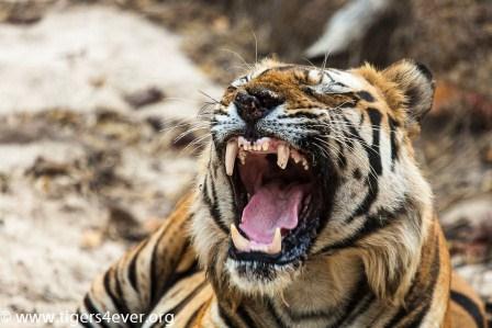Tigers4Ever2010's tweet photo. #TigerFactOfTheDay: A #Tiger’s roar can reach 114 decibels which can be as loud as a jet plane. #SundayThoughts #Tigers https://t.co/rA1yplpmN4