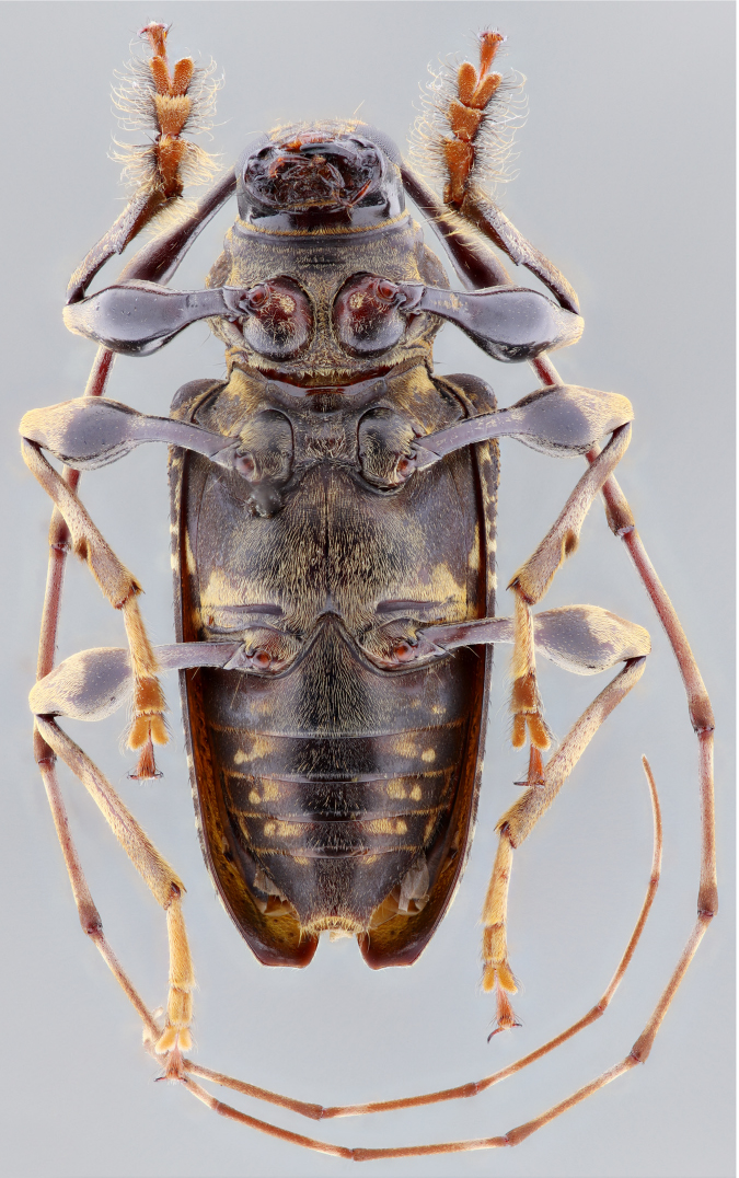 Todo por que hoy es #viernes!  
Oedopeza raberi Heffern & Santos-Silva, 2024, holotipo macho (#Lamiinae, #Acanthocinini).
Especie #endemica de  #Panama (#BocasdelToro).  
#biodiversidad  #Coleoptera #Cerambycidae #Beetle #Insects #LonghornFriday