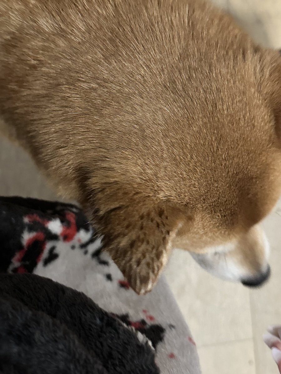 SSRWAIFU's tweet photo. Sif needs to stop suckling on the tiny babies ears https://t.co/Jg3XUG9VjE