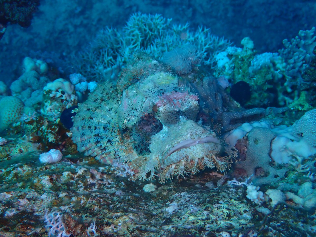 Don't mess with me! #stonefish #redsea #diving