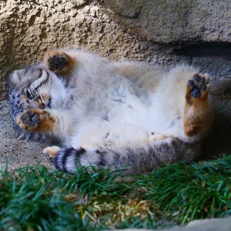 DailyManul's tweet photo. https://t.co/DRNk8LuQ4z