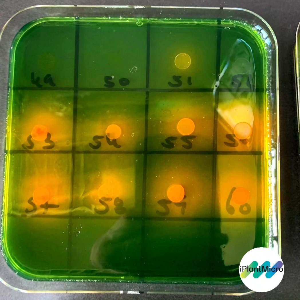 iPlantMicro's tweet photo. @JoaoBarnabe5 is doing a massive screening of strains isolated from desertic areas, but I can only feel Bingo vibes🤣🤣🤣 Strain 60, positive in K solubilization.... Strain 15, positive in Si solubilization.... Strain 3, positive in Siderophores production....BINGOOOOOOO!!! https://t.co/rNdC5Ub9uk