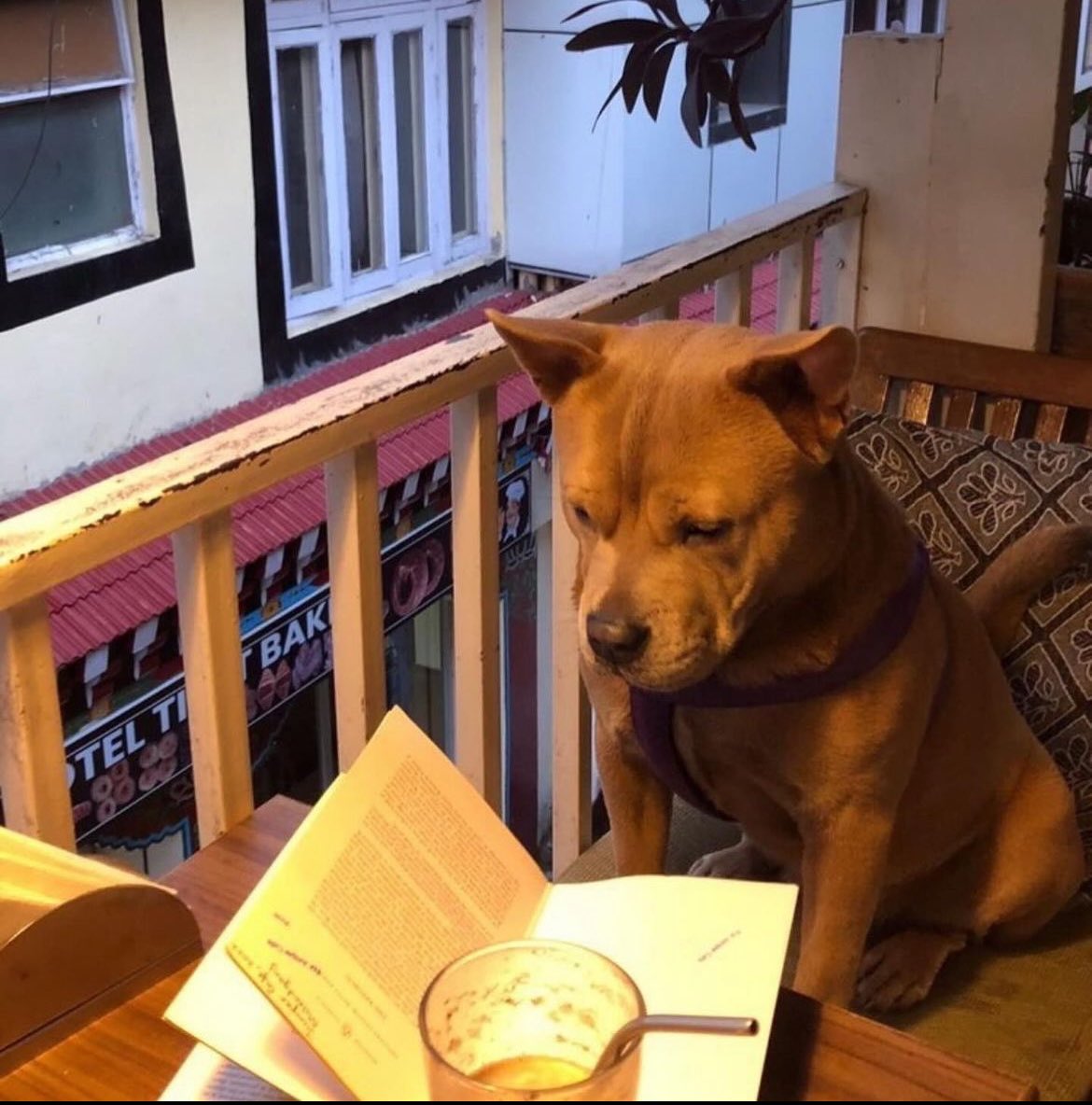 bobbydevito's tweet photo. I asked Juniper Cafe in Dhasa how Lucy is faring these days, and apparently she’s discovered existential literature 🐶
#junipercafe
#dhasa
#lucy
#missmydogs https://t.co/DOR6rPkFIK