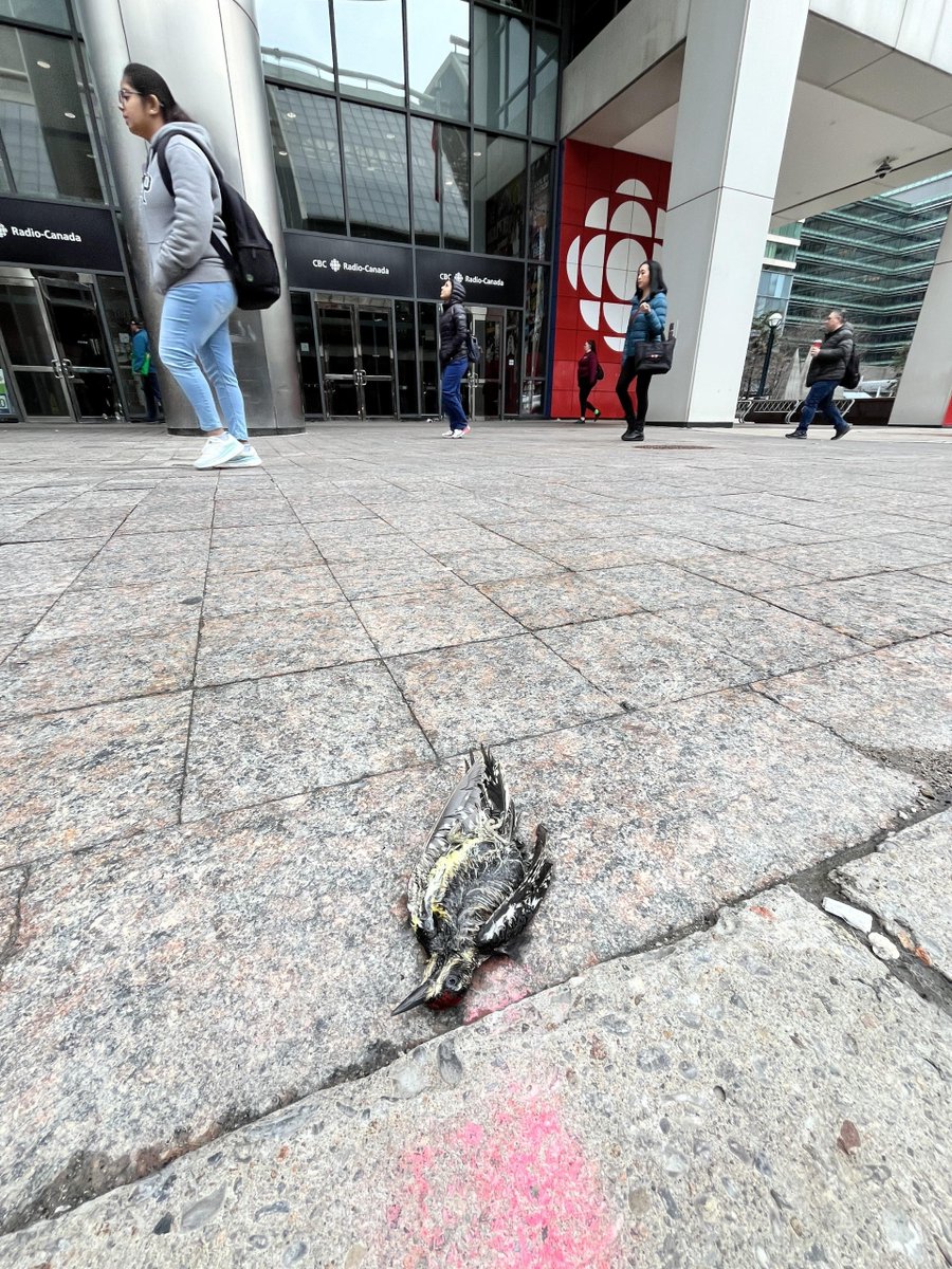 Photo shows another migratory bird killed by colliding with glass at 250 Front St, the Canadian Broadcasting Centre (@CBCToronto), a building where they tell stories about the importance of strategies to prevent bird-window collisions