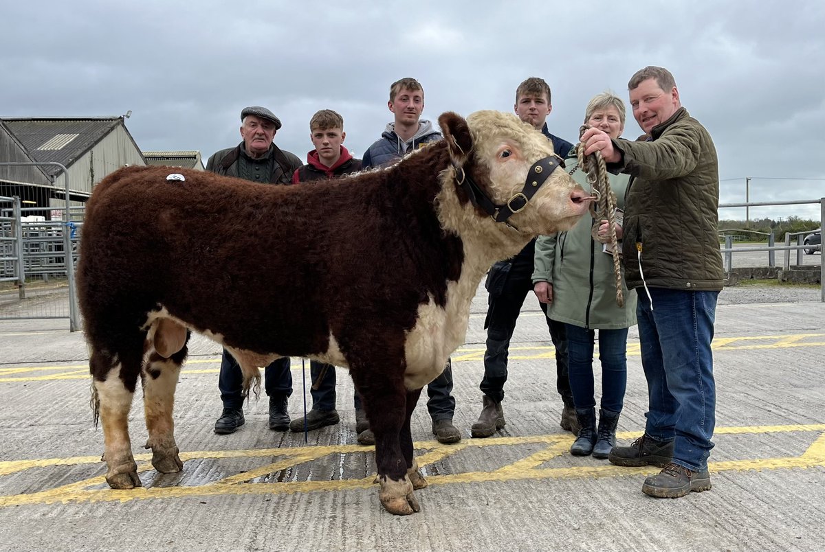 Kilmallock Hereford Show & Sale Sale Topper - Lot 51 Ballinveney Fireball - the youngest bull in the sale sold for €5,650 to Gageboro Herefords! #herefords #bullsales