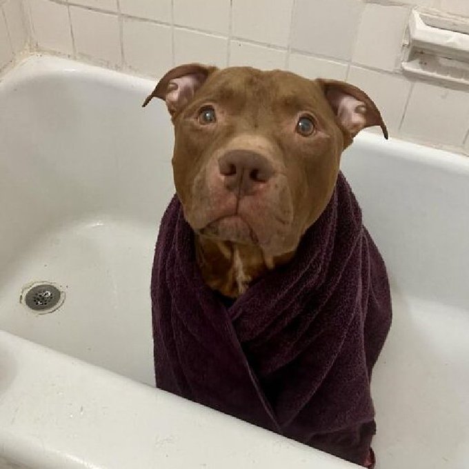 This is BILLY #189305 in his little towel, pleading eyes, begging for this to b his home 💔He is fighting for his precious life at #NYCACC Look at that face, those eyes! We can't let him DIE! PLZ #ADOPT #FOSTER OR #PLEDGE TO ATTRACT A RESCUE 🛟 So adorable & loving #Pleasrt