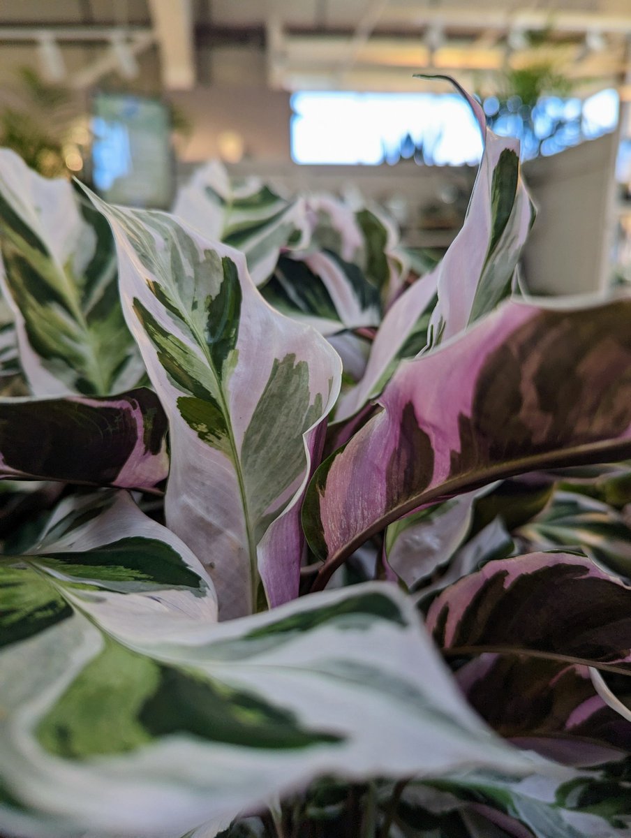 Spent a whole day in my houseplant dept supporting my plant lady as we finish the move. Today's #PlantOfTheDay is all about the foliage. The quite gorgeous Calathea White fusion. It comes at a premium price admittedly 😬, but my lady informs me it was about 3x dearer a year ago!