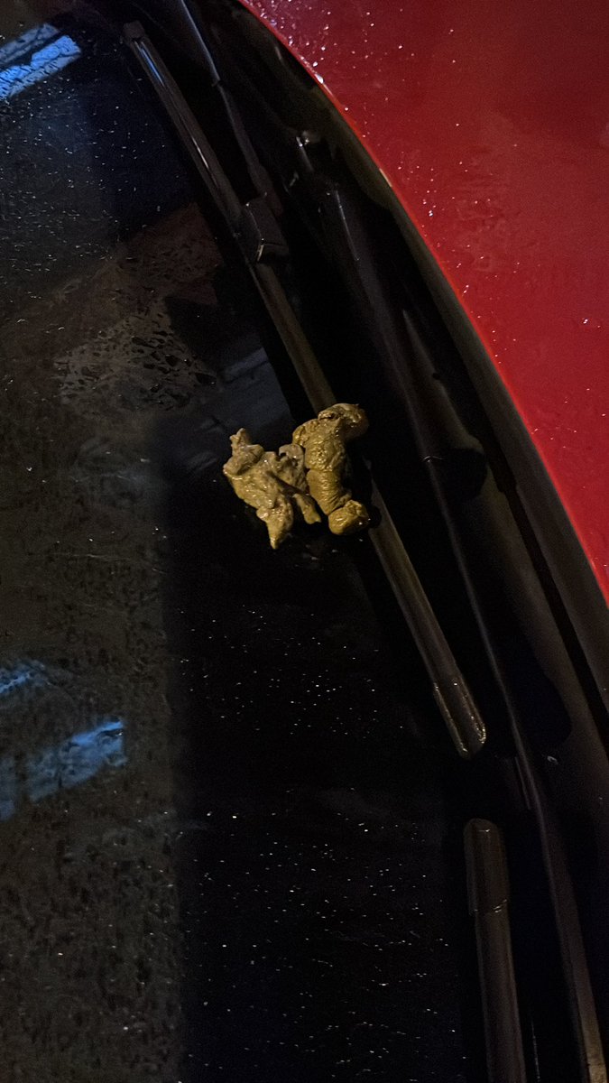 bugün itibariyle arabamın sileceğine sıçan, adına kedi denen şeytan soyuna savaş açmış bulunmaktayım