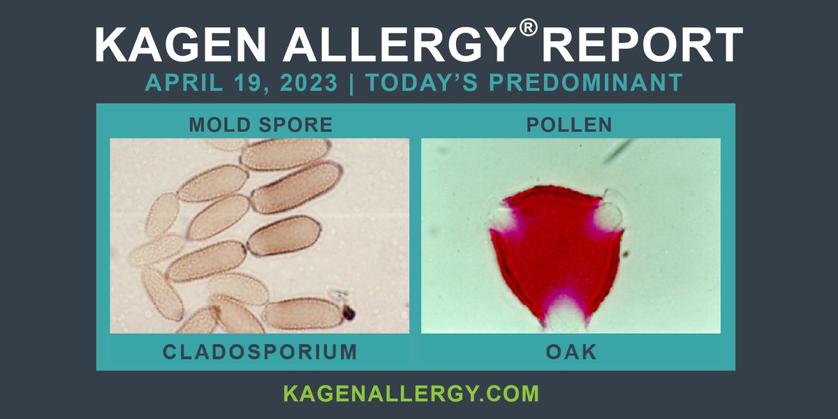 Today's predominant pollen and mold spore for #Wisconsin: April 18, 2024. Happy to see you. How may we help? kagenallergy.com/contact-the-te…  #allergyawareness #asthmaawareness #allergytriggers #asthmatriggers #allergysolutions #asthmasolutions