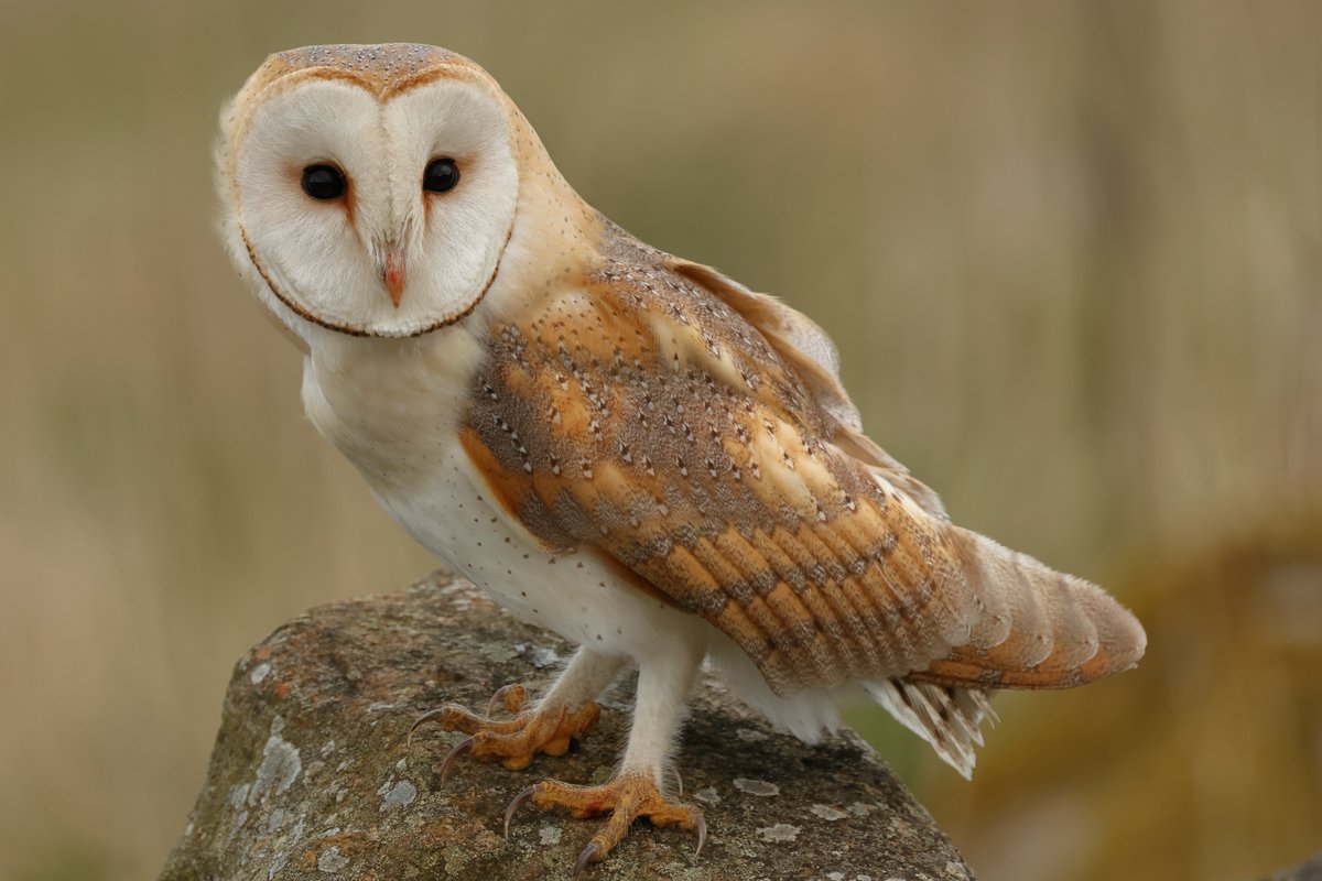 Close encounter with a Barn Owl on the way home from the Durham moors this evening.