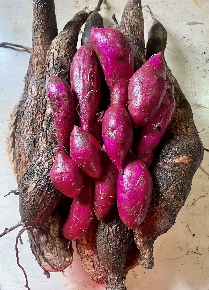 Cassava and sweet potato harvest