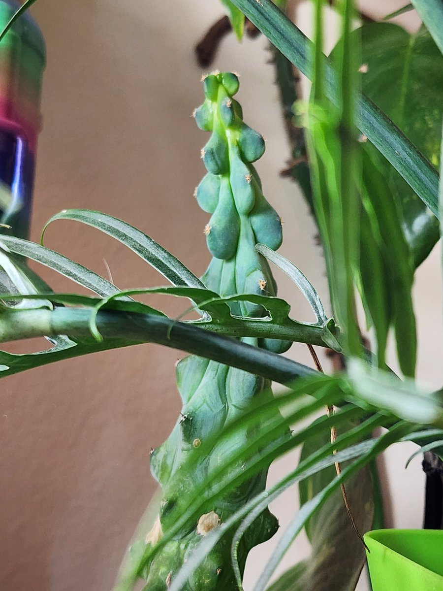 My most prized plant ❤️🌵 The boobie catctus🥰 #houseplant