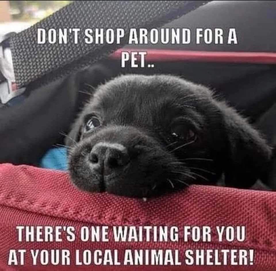 So very true. 🥺🥰🐾