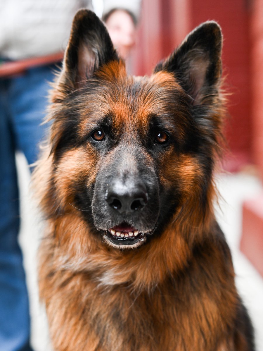 Koda, German Shepherd, Thompson & Prince St., New York, NY • “You happened upon the most beautiful dog in town. He’s smarter than the average dog. He’s not aggressive – he won’t initiate with another dog, but he’ll react to a dog and stand his ground. He also won’t take snacks.”