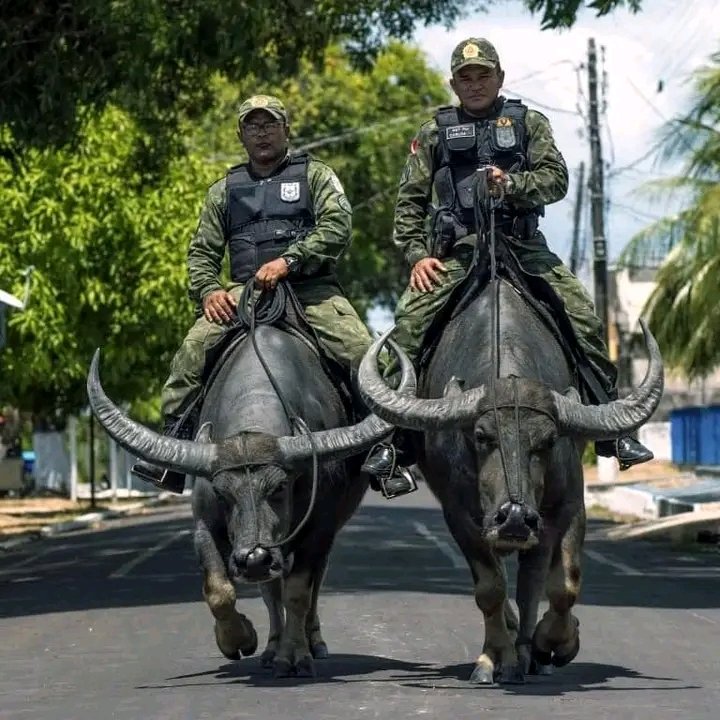 @Morbidful The Brazilian Buffalo Patrol For many years, the policemen of Soure, the capital of Marajo, have used the buffaloes to patrol the island, especially in remote places that cannot be reached with other means of transportation. It is the only police force in the world that uses