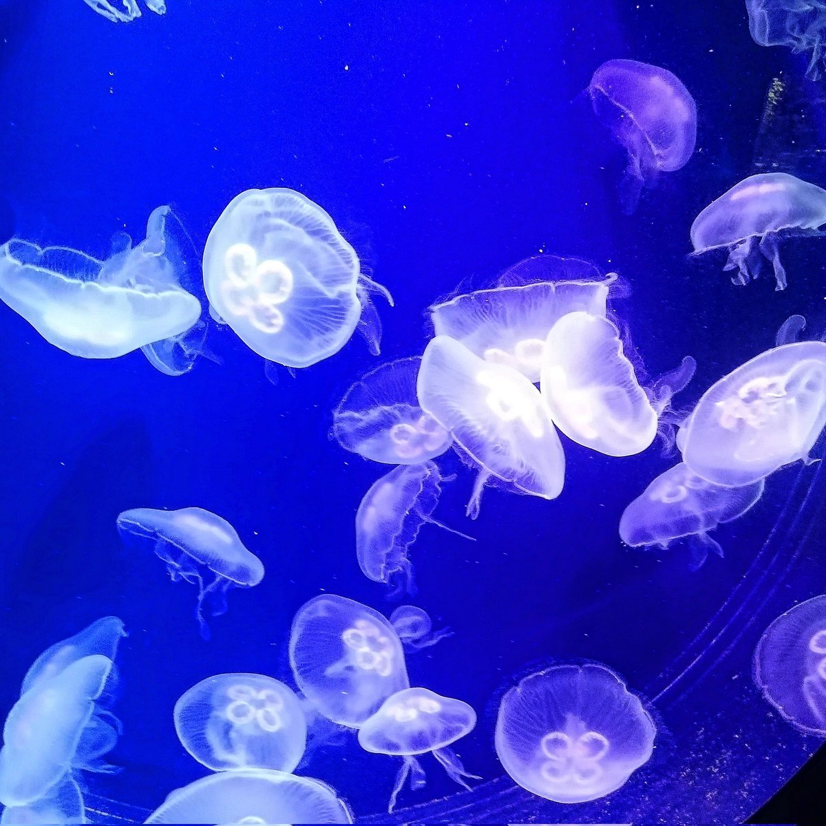 #medusas #jellyfishes #cnidarios #cnidarians #invertebrados #invertebrates #animals #animales #zoología #zoology #biología #biology #fotografía #photography #naturaleza #nature #seaanimals #animalesmarinos #sea #mar