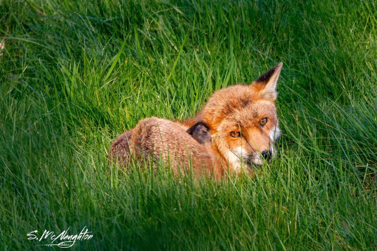 A poor day birding saved by a distant fox in its own box of golden hour sunlight , getting a warm . Roll on summer . @teesbirds1 @teeswildlife #FoxOfTheDay