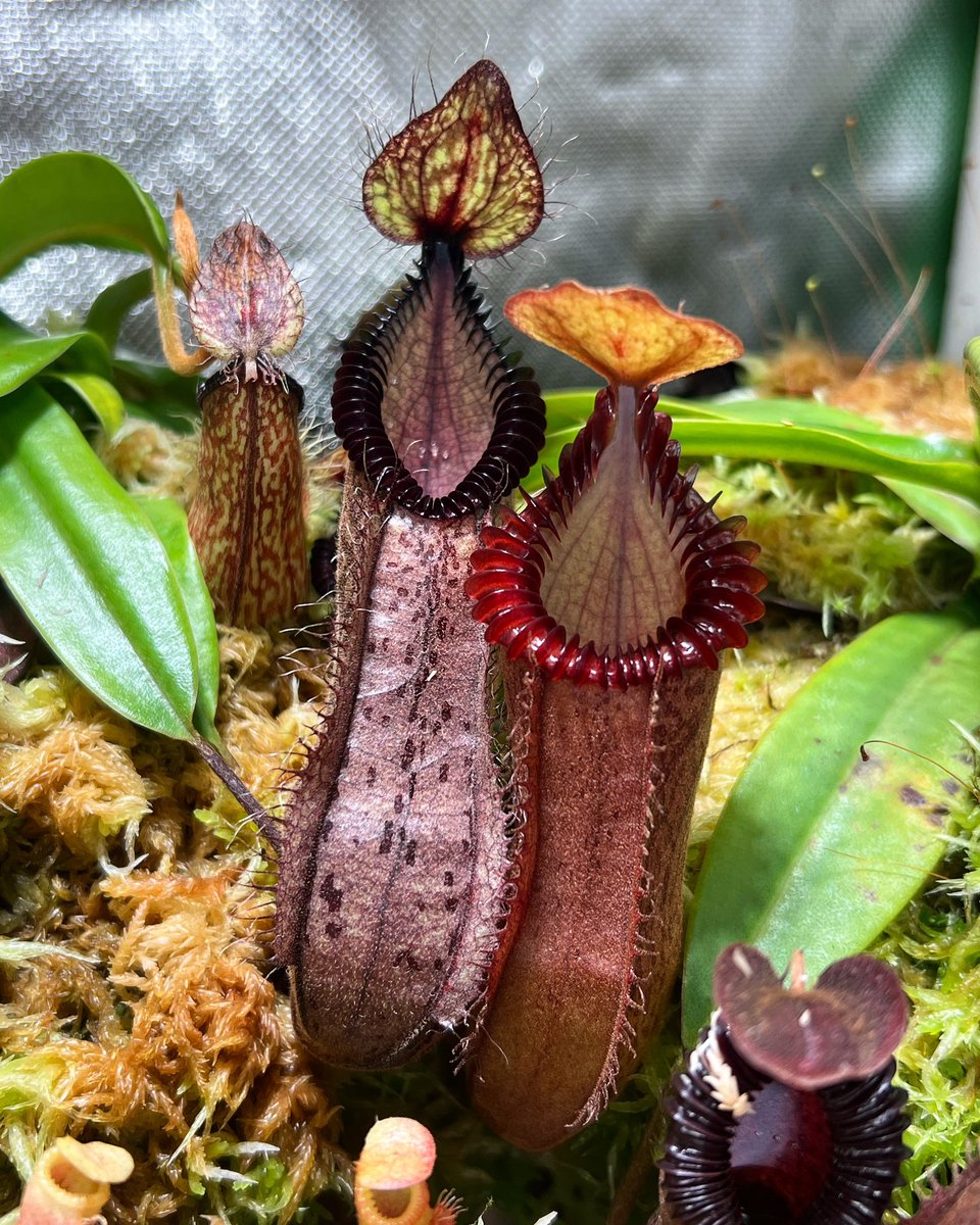 N. hamata vs N. hamata x eddy?? 👹
Choose your favorite and comment 

#nepenthes #carnivorousplants #nepentheshamata #piantecarnivore #indoorplants #plants #flower #nepenthesedwardsiana #nature