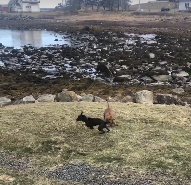 Gator and Bruno out playing #pitbull #pitmix #ocean #NovaScotia