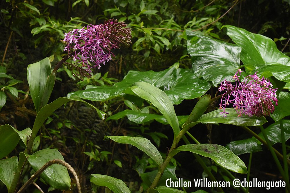 Epidendrum syringothyrsus is a large, beautiful orchid that grows on rocks and trees in humid montane forests in Peru and Bolivia. #orchids #orchidspecies #epiphytes #nature #ecology #forest #flowers #plants #botany #forest #mountains #peru #bolivia #orchidaceae #epidendrum