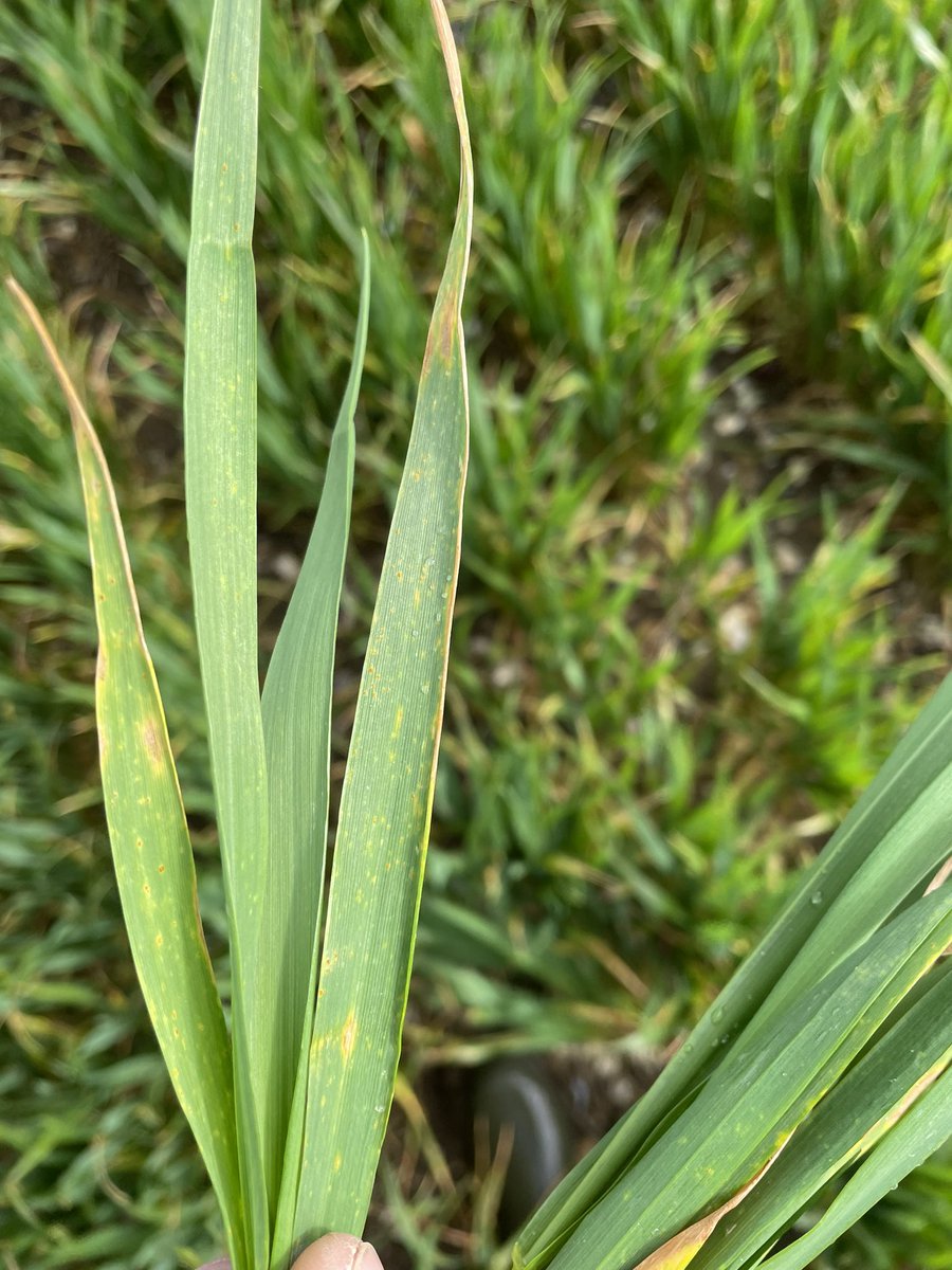 Todd Jex tweet media