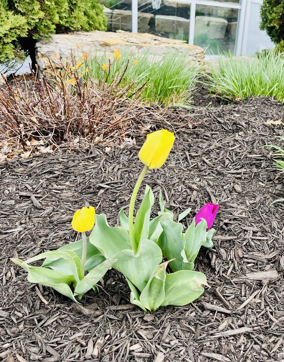 It’s starting to look a lot like spring on campus—even if there’s snow in our forecast. Keep your heads up, tulips! #PurpleandGoldFriday #Mavfam
